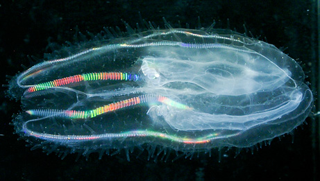 rainbow-jellyfish