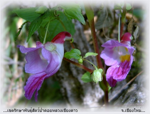 theparrotflower