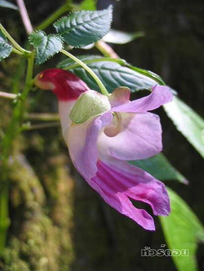 theparrotflower2